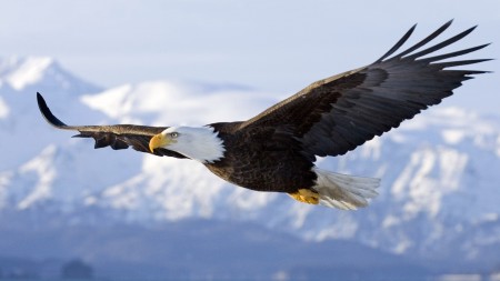 bald-eagle-450x253