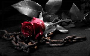 black-rose-wallpaper-11147-hd-wallpapers